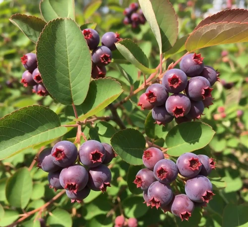 Swidosliwa-Olcholistna-Northline1-floravi.pl