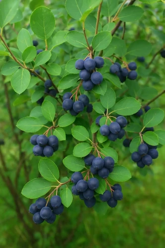 Swidosliwa-Olcholistna-Martin1-floravi.pl