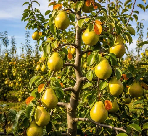 Grusza-Bonkreta-Williamsa1-floravi.pl