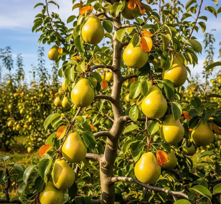 Grusza-Bonkreta-Williamsa1-floravi.pl