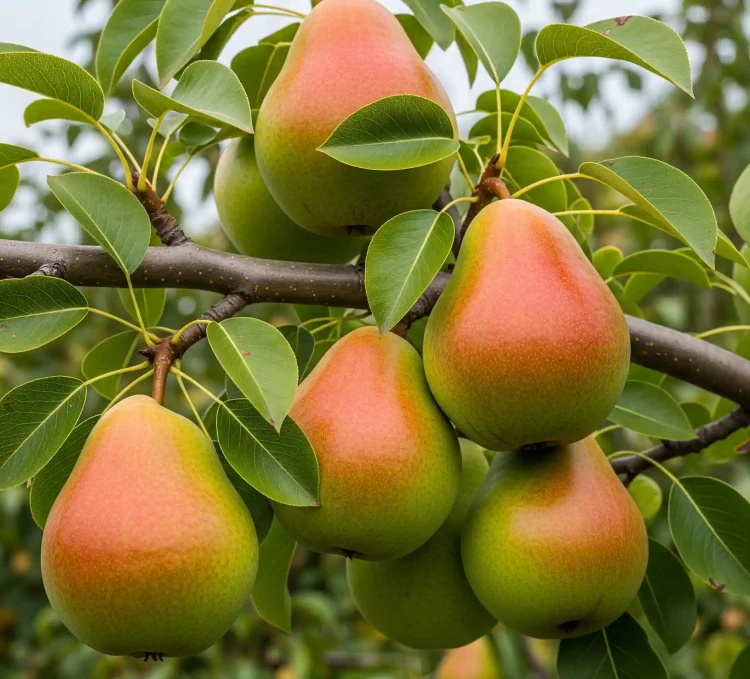 grusza-carola1-floravi.pl