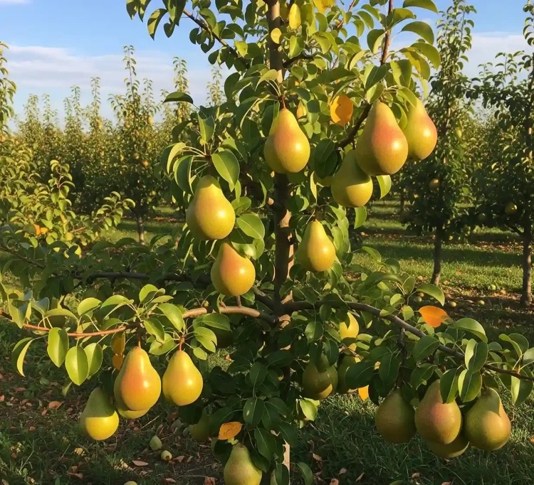 grusza-general-leclerc3-floravi.pl