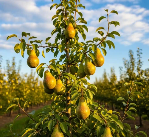 Grusza-Konferencja2-floravi.pl