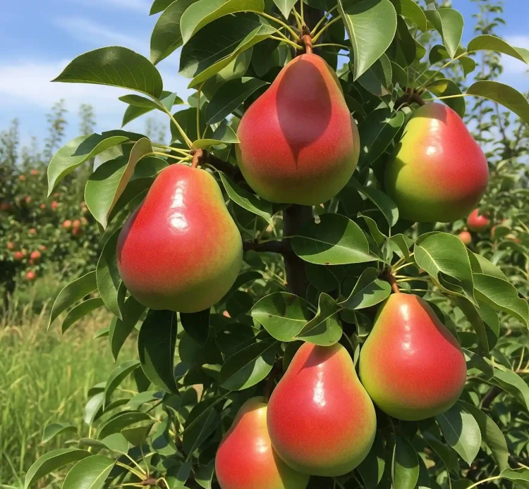grusza-lipcowka-kolorowa3-floravi.pl