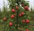 grusza-red-bonkreta-williamsa1-floravi.pl