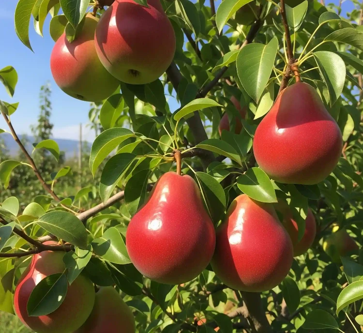 grusza-red-bonkreta-williamsa3-floravi.pl