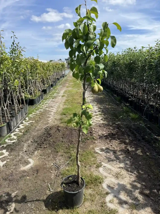 grusza-drzewko-floravi.pl