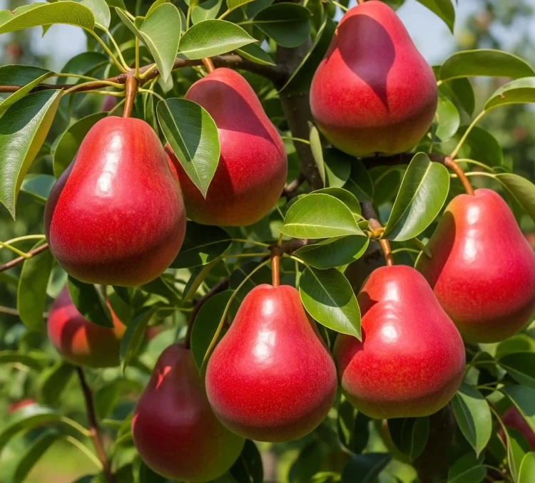 grusza-red-faworytka3-floravi.pl