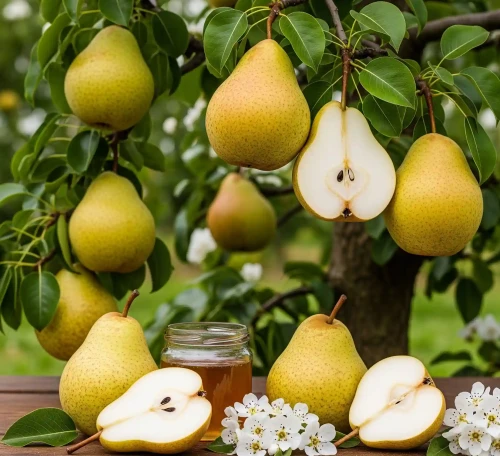 grusza-bera-zlota1-floravi.pl