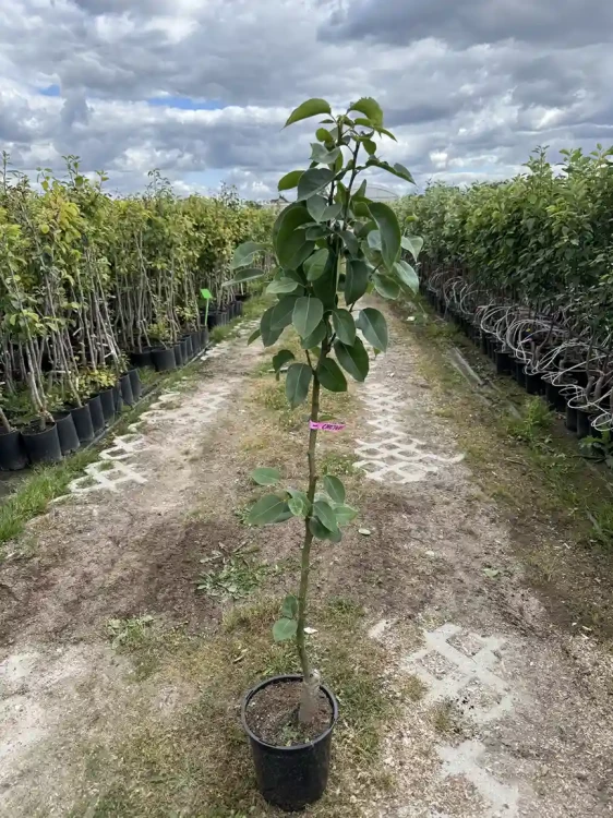 grusza-azjatycka-drzewko-floravi.pl