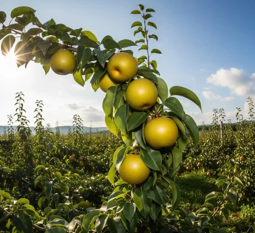 grusza-azjatycka-jablonio-grusza-kumoi2-floravi.pl