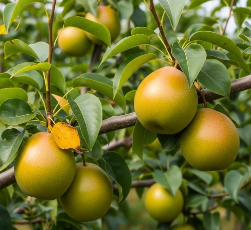 grusza-azjatycka-tse-li2-floravi.pl