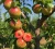 sliwo-morela1-floravi.pl