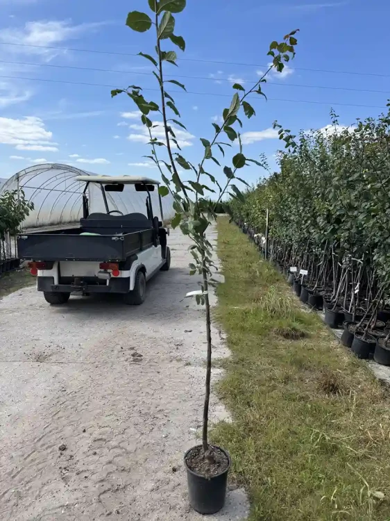 sliwa-japonska-drzewko-floravi.pl