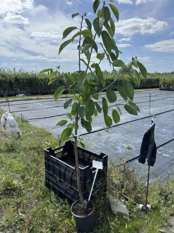 czeresnio-wisnia-czerecha-drzewko-floravi.pl