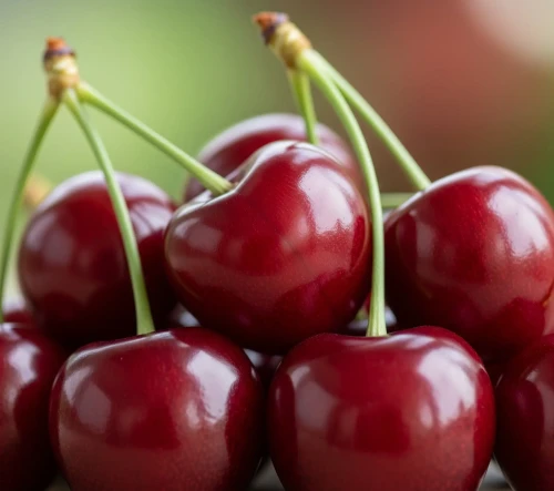 czeresniowisnia-czerecha-gubenska2-floravi.pl