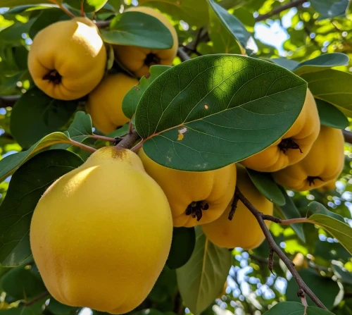 pigwa-bereczk1i-floravi.pl