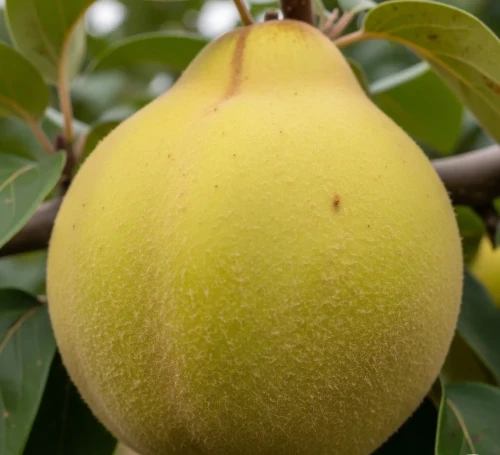 pigwa-mamut-mamuth-Rea's Mammoth1-floravi.pl