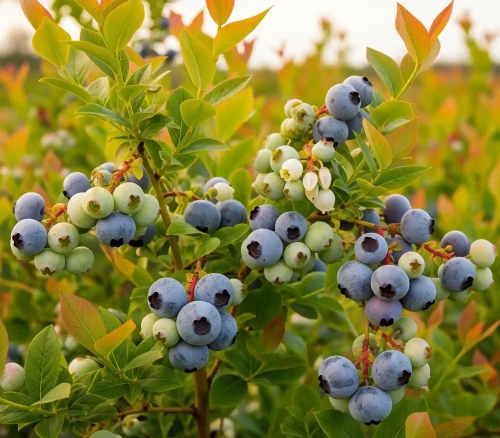 borowka-amerykanska-bluegold2-floravi.pl