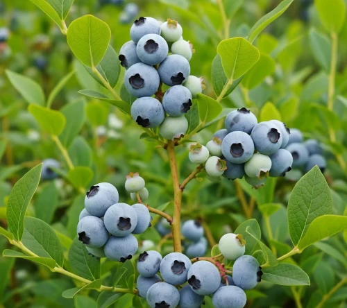 borowka-amerykanska-bluejay1-floravi.pl