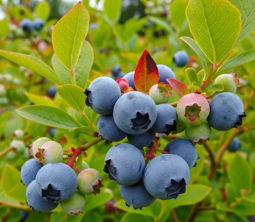 borowka-amerykanska-chandler1-floravi.pl