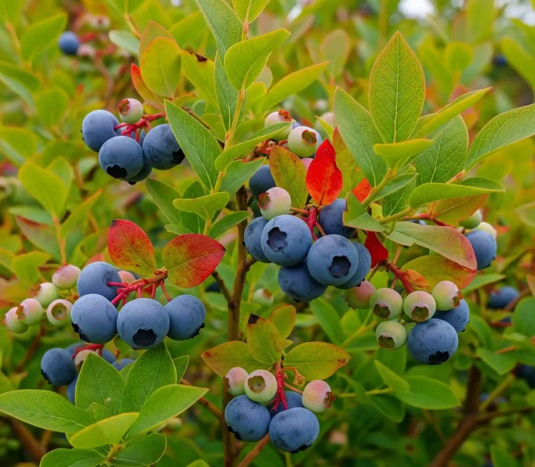 borowka-amerykanska-darrow1-floravi.pl