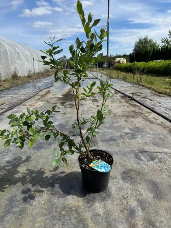 borowka-amerykanska-krzew-floravi.pl