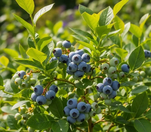 borowka-amerykanska-goldtraube1-floravi.pl