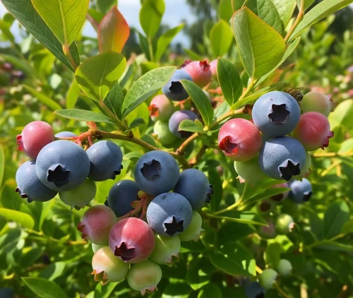 borowka-amerykanska-nelson1-floravi.pl