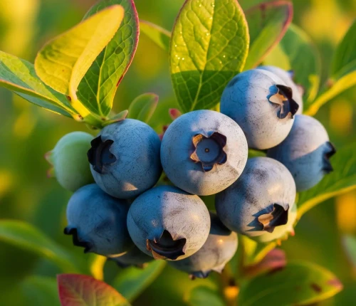 borowka-amerykanska-spartan1-floravi.pl