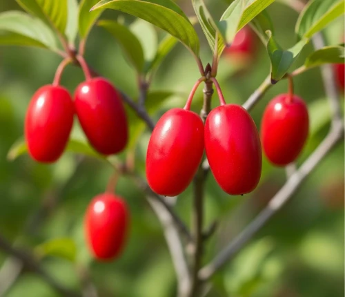 deren-jadalny-elegantnyj1-floravi.pl