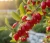 deren-jadalny-elegantnyj3-floravi.pl