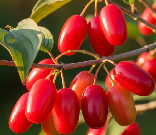 deren-jadalny-swietlana2-floravi.pl