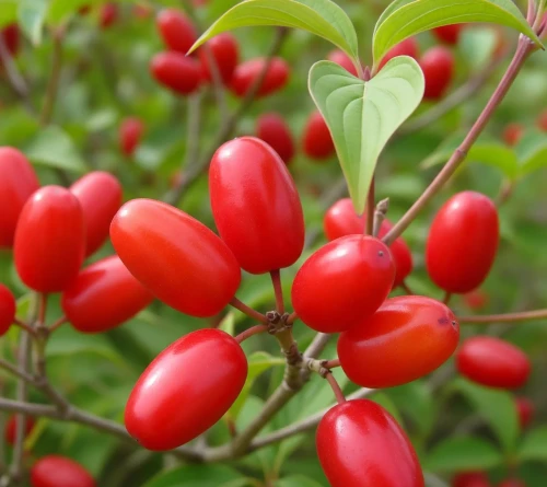 deren-jadalny-matador1-floravi.pl