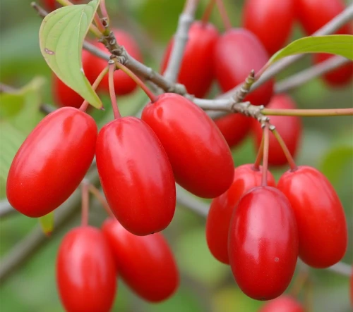 deren-jadalny-orginalnyj2-floravi.pl