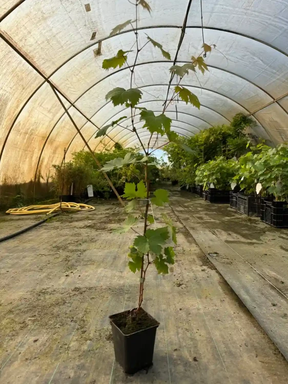 winorosl-winogrono-krzew-floravi.pl