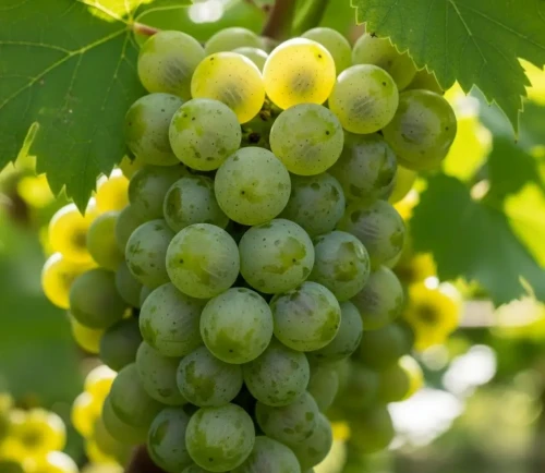 winorosl-winogrono-chrupka-zlota2-floravi.pl