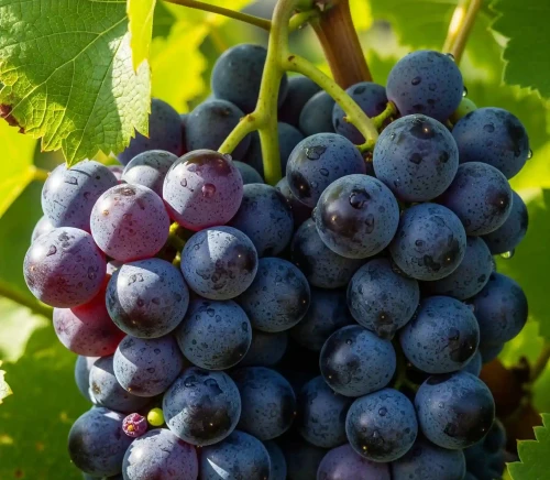 winorosl-winogrono-golubok2-floravi.pl