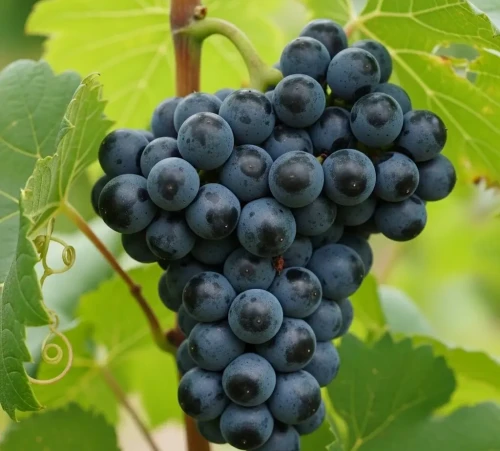 winorosl-winogrono-iliczewskij-rannij2-floravi.pl