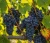 winorosl-winogrono-leon-millot1-floravi.pl