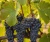 winorosl-winogrono-leon-millot2-floravi.pl