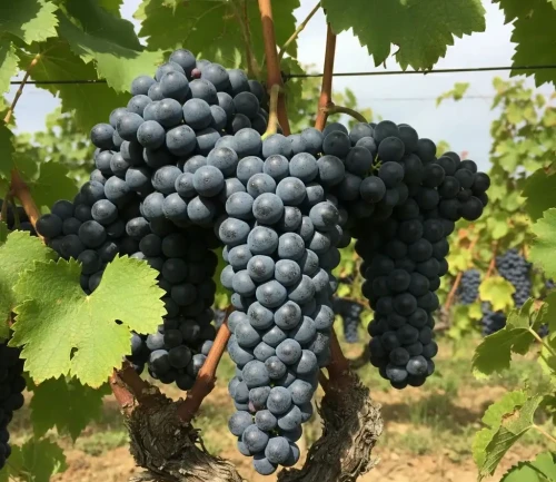 winorosl-winogrono-peage1-floravi.pl