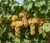 winorosl-winogrono-riton2-floravi.pl