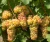 winorosl-winogrono-riton1-floravi.pl