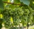 winorosl-winogrono-sibera1-floravi.pl