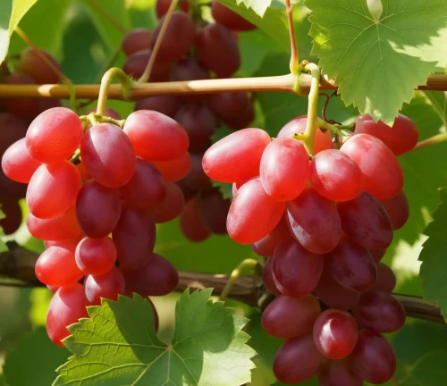 winorosl-winogrono-einset-seedless2-floravi.pl