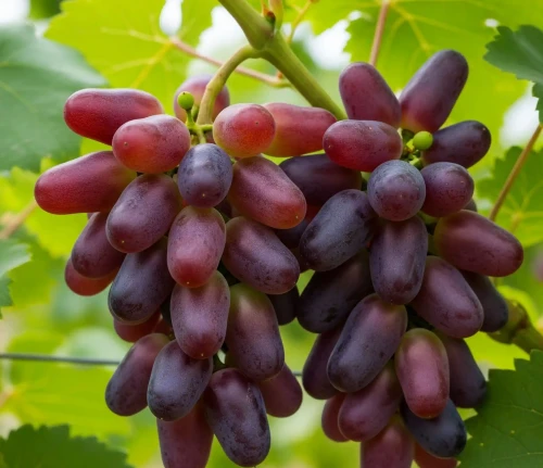 winorosl-winogrono-karmakod1-floravi.pl