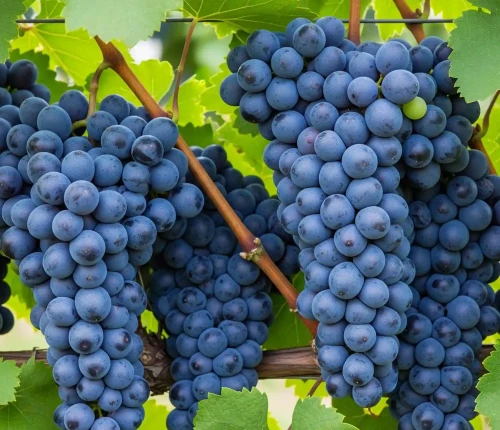 winorosl-winogrono-kostia1-floravi.pl