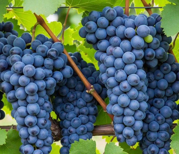 winorosl-winogrono-kostia1-floravi.pl