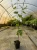 winorosl-winogrono-floravi.pl